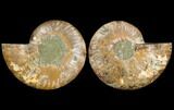Sliced Ammonite Fossil - Agatized #114901-1
